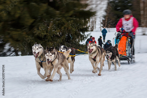 Schlittenhunde Rennen im kalten Winter, Husky_007