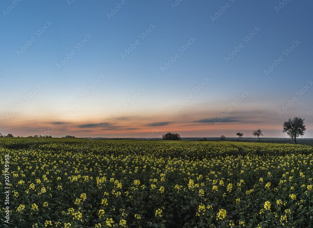 Fototapeta Kwitnący rzepak