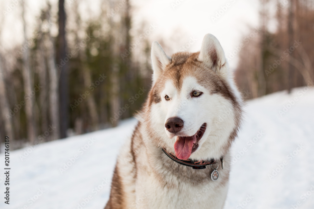 Close-up portrait of beautiful dog breed siberian Husky sitting in the forest in the early spring at golden sunset. Image of beige and white Husky topdog looks like a wolf on snow background
