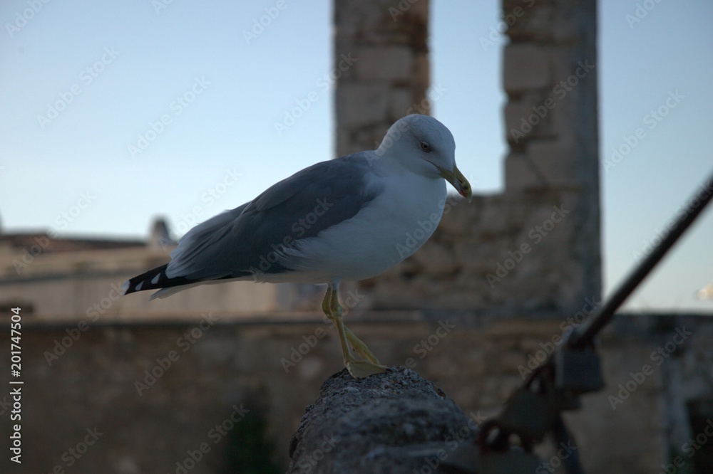 Fototapeta premium seagull potrait