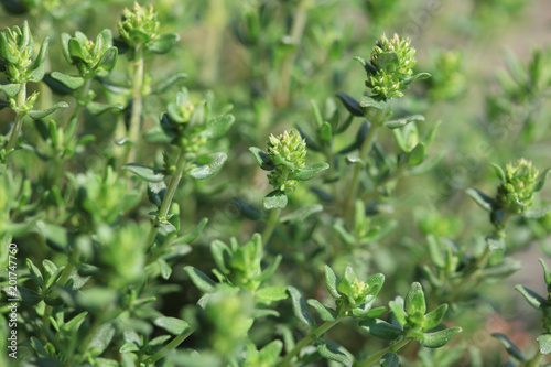 Majoran (Origanum majorana)