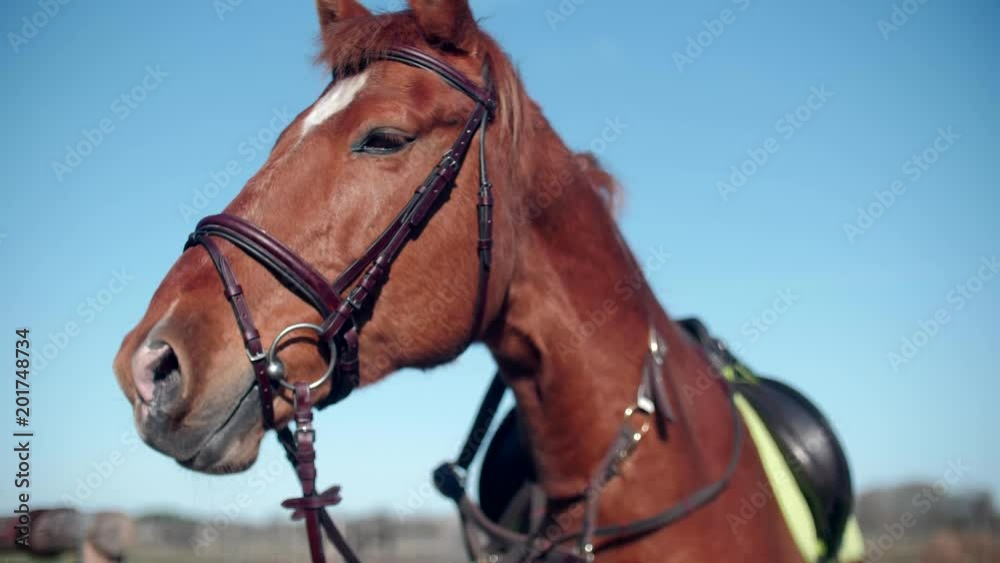 A beautiful red horse stands on a leash slow motion 4k A beautiful red horse stands on a leash slow motion 4k