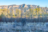 Rio Grande cottonwood forest (young trees in foreground) with Sandia Mountains in background