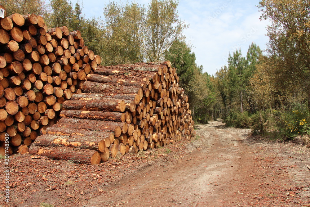 Tas de rondins de bois pins des Landes empilés aux bord de la forêt