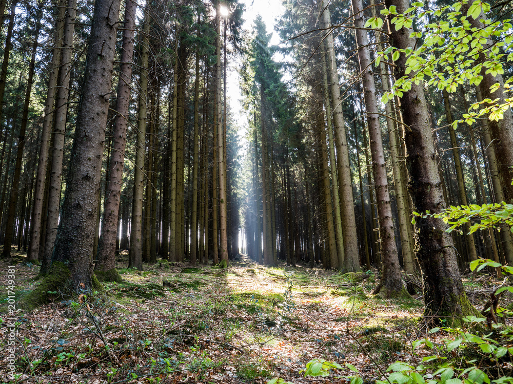 Obraz premium Waldlichtung im Frühling 