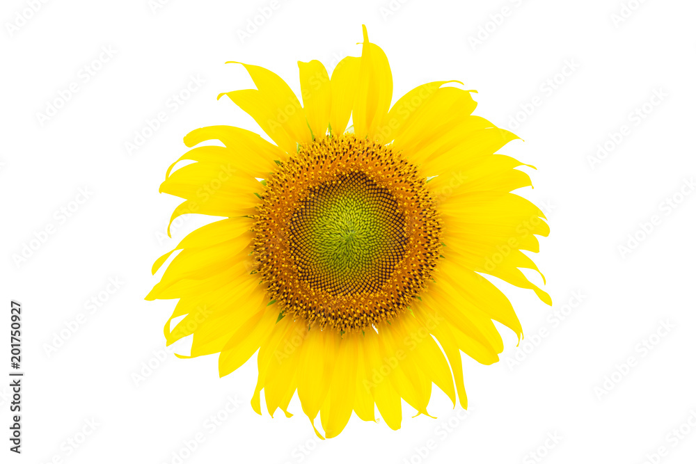 Fototapeta premium Sunflower isolated on white background