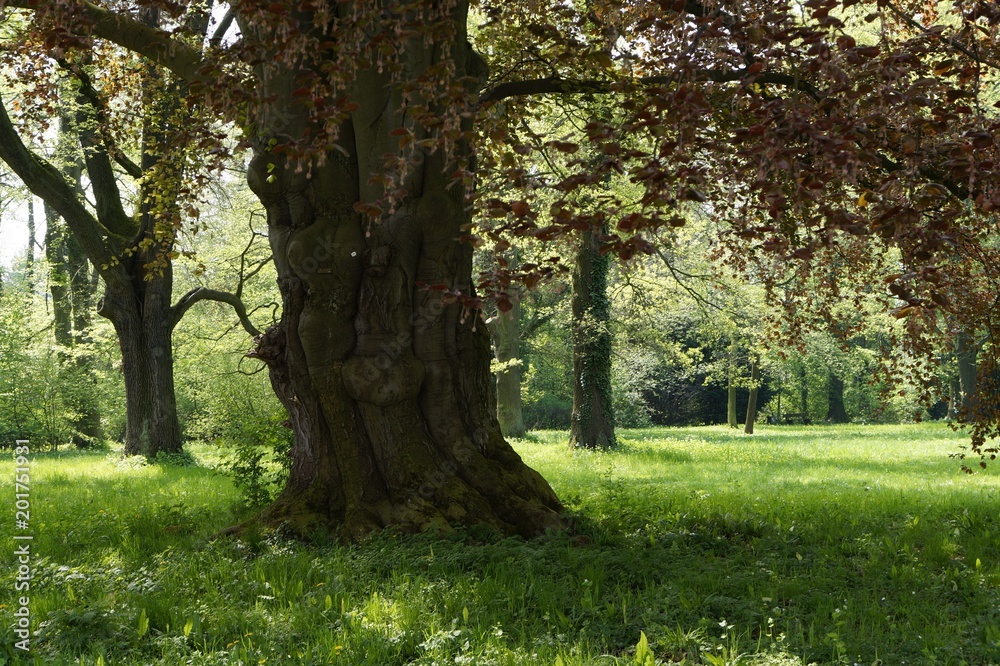 Zauberwald breiter großer Zauberbaum rote Blätter Zauberwald breiter großer Zauberbaum rote Blätter