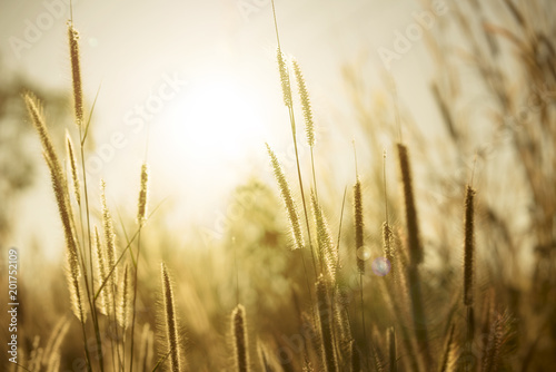 grass flower with sunlight