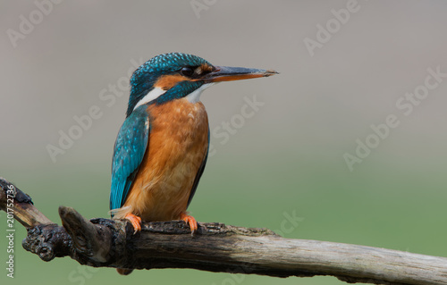 Kingfisher (Alcedo atthis)/Kingfisher perched on lichen covered branch 