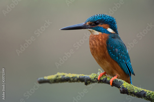 Kingfisher (Alcedo atthis)/Kingfisher perched on lichen covered branch © davemhuntphoto