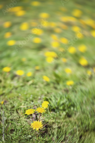 Field of yellow dandelions (Taraxacum officinale)