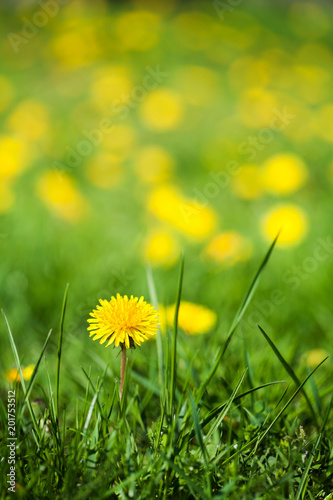 Fototapeta Naklejka Na Ścianę i Meble -  Field of yellow dandelions  (Taraxacum officinale)