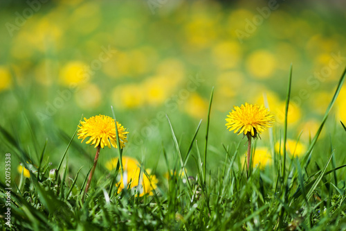 Fototapeta Naklejka Na Ścianę i Meble -  Field of yellow dandelions  (Taraxacum officinale)