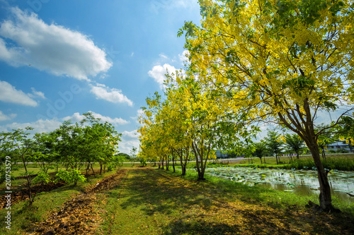 Cassia Fistula at Park in on blue sky background in Phitsanulok Province, Thailand.