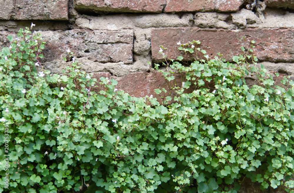 brick wall with green ivy of white flowers