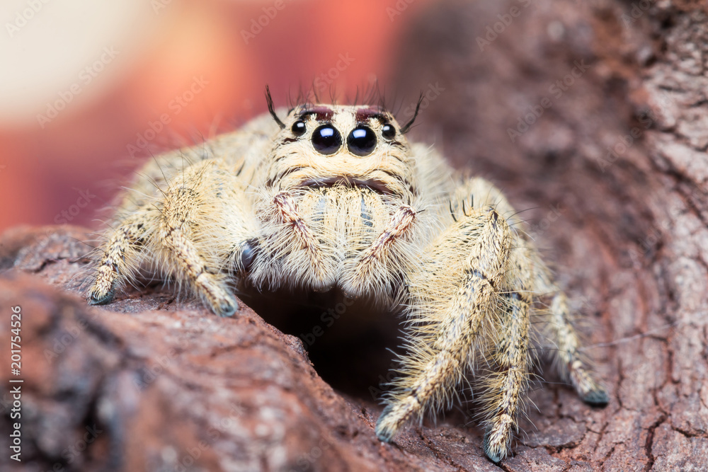 Fototapeta premium Macro jumping spider