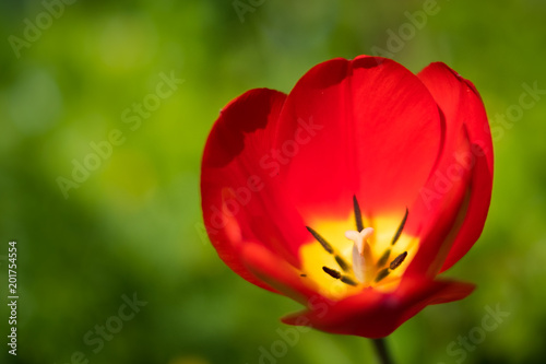 red tulip flower isolated on meadow background blooming in springtime