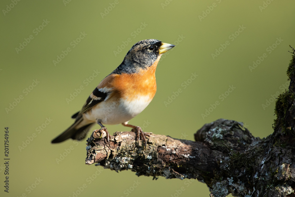 Brambling, Fringilla montifringilla Brambling, Fringilla montifringilla