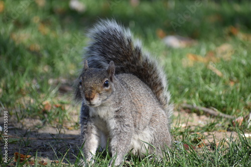 Closeup of a cute squirrel sitting in a park on a green meadow in Washington on a sunny spring day