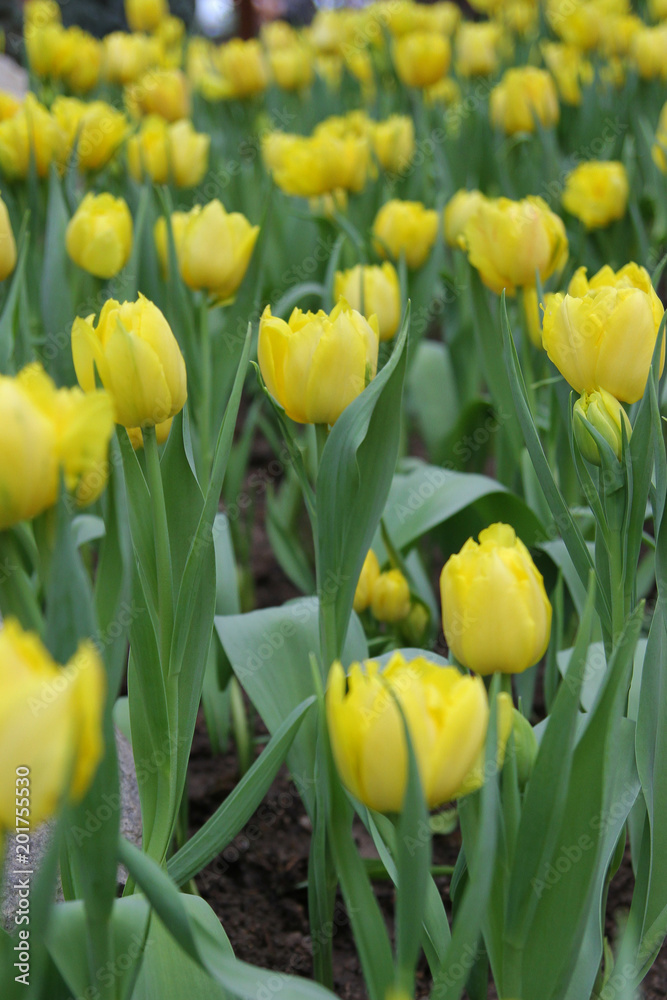 Obraz premium Beautiful bouquet of yellow tulips background