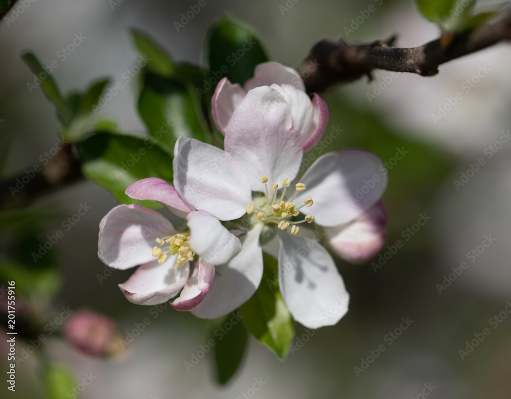 Apple Blossom in Spring Apple Blossom in Spring