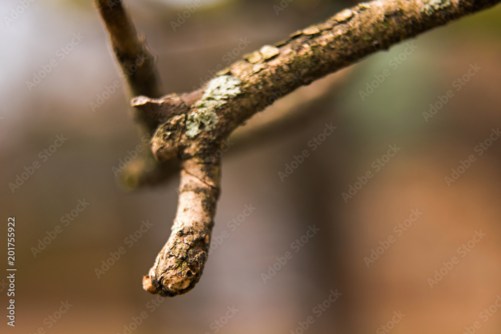 Fototapeta premium Dry branch of a tree macro, soft focus