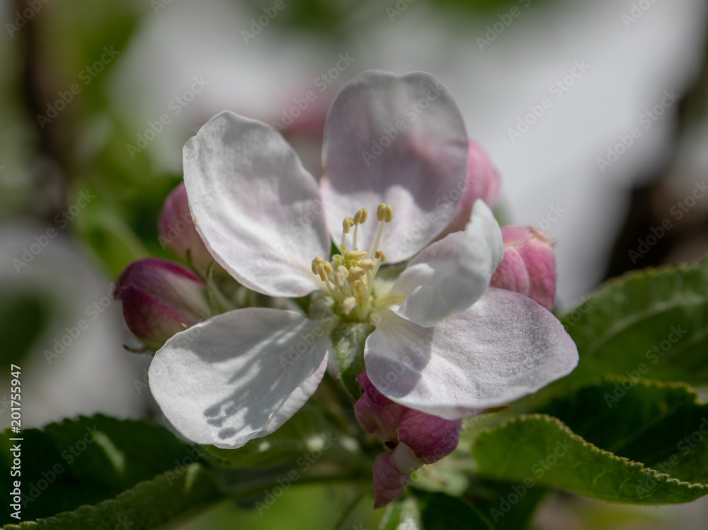 Apple Blossom in Spring Apple Blossom in Spring