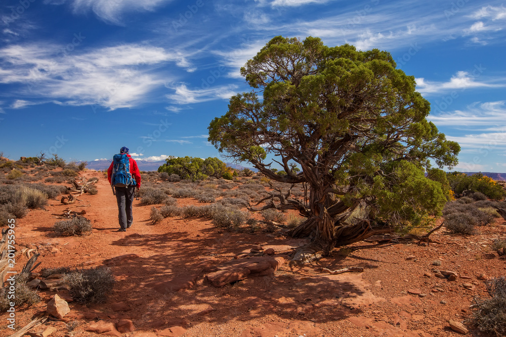 Hiker in Canyonlands National park in Utah, USA Hiker in Canyonlands National park in Utah, USA
