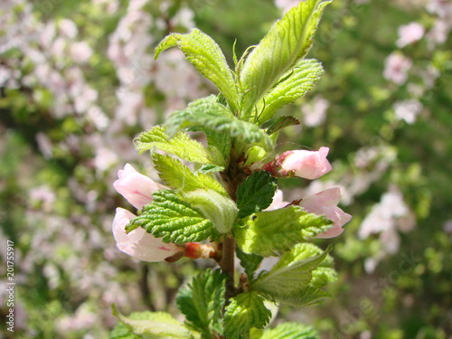 Bloomed pink bud of the sakura bush photo