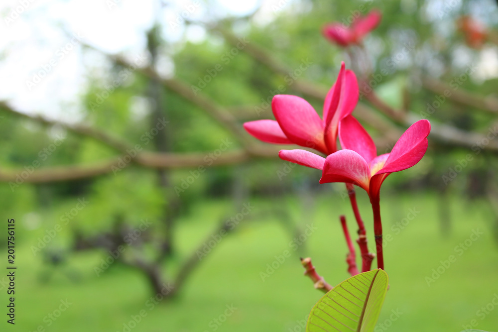 Fototapeta premium Plumeria in the garden