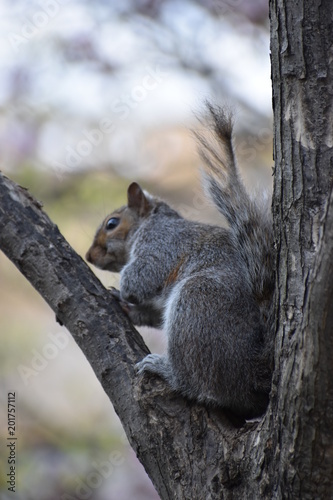 Closeup of a cute squirrel sitting in a park on a tree branch in Washington on a sunny spring day © places-4-you