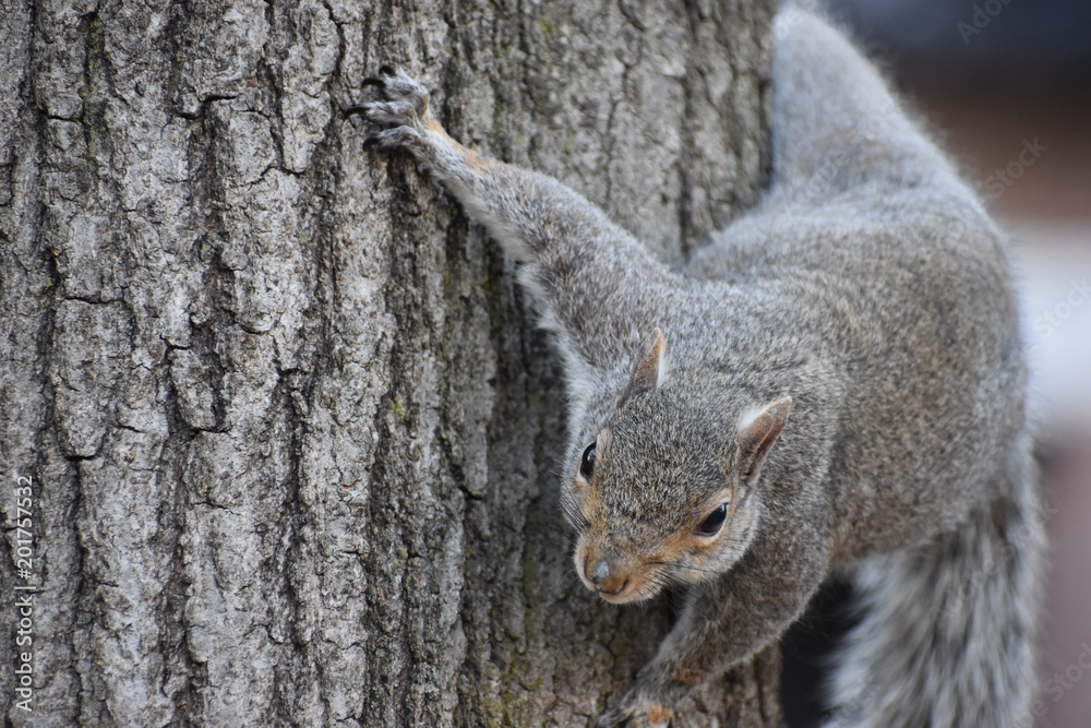 Closeup of a cute brown squirrel climbing up a tree in a park in Washington on a sunny spring day Closeup of a cute brown squirrel climbing up a tree in a park in Washington on a sunny spring day