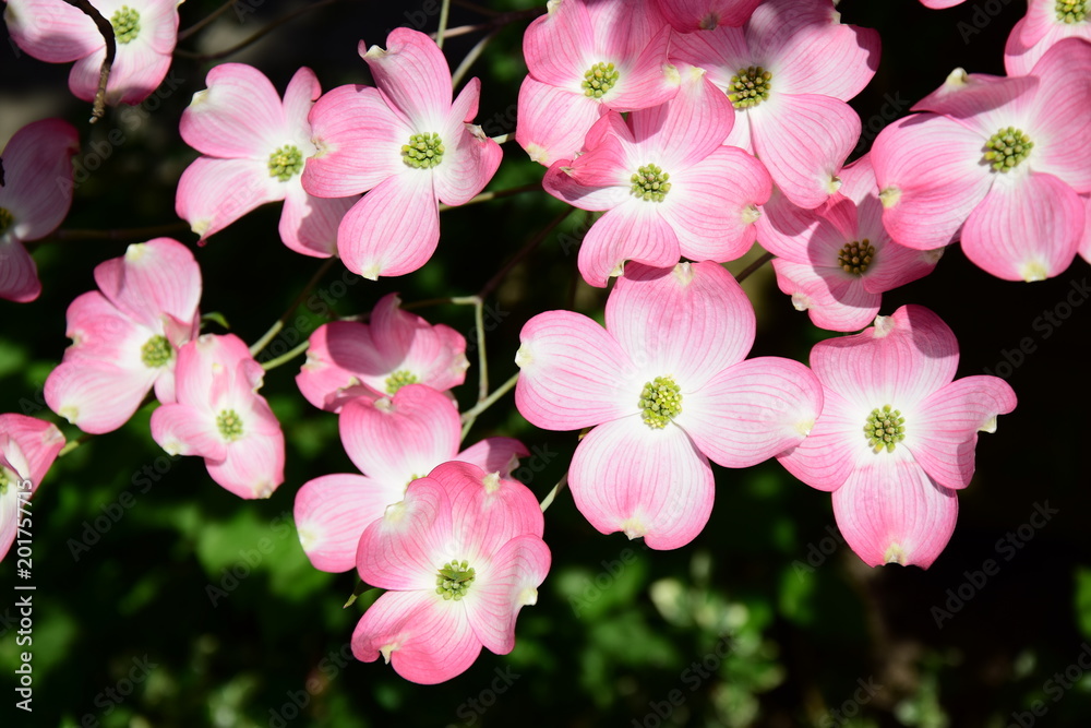 Blüten-Hartriegel, Ziergewächs im heimischen Garten Blüten-Hartriegel, Ziergewächs im heimischen Garten