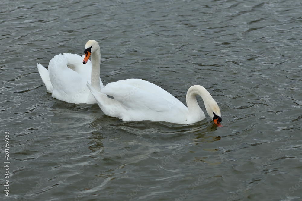 Naklejka premium pair of white swan floating on the water lake close up 