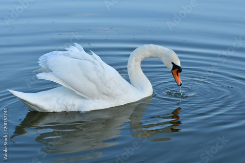 white swan drinks water from the lake drops reflexion