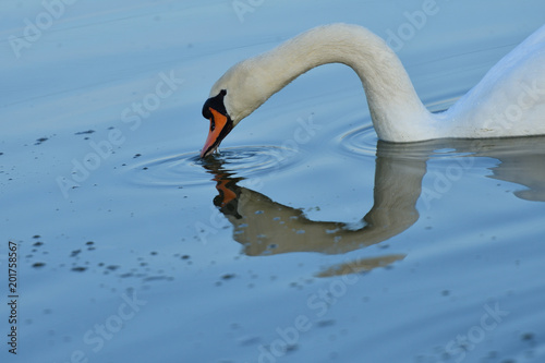 reflexion of white swan on water surface mirroring 