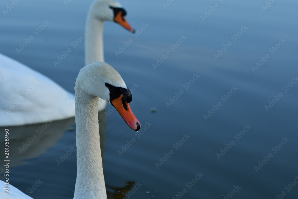 white swan drinks water from the lake drops reflexion white swan drinks water from the lake drops reflexion