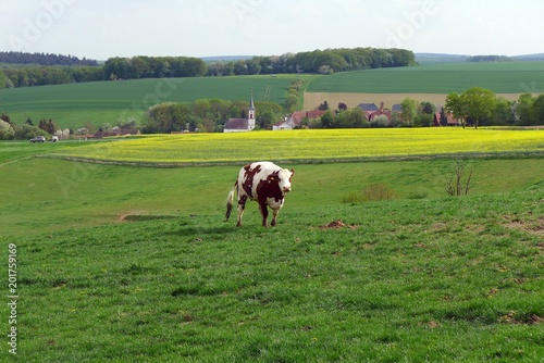 Braungefleckte Kuh auf grüner Weide mit Dorf im Hintergrund