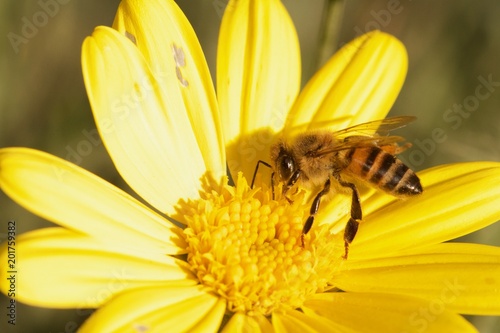 African Honey bee collecting polin