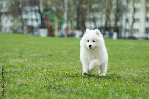 White Samoyed Puppy Dog