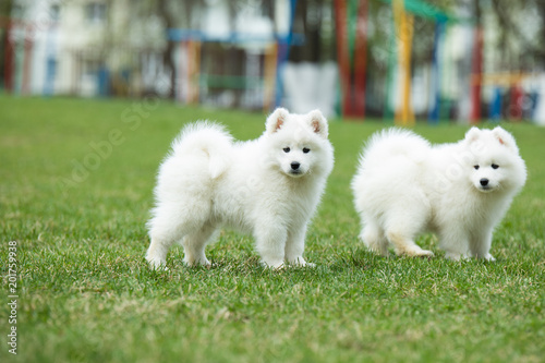 White Samoyed Puppy Dog © Smart Future
