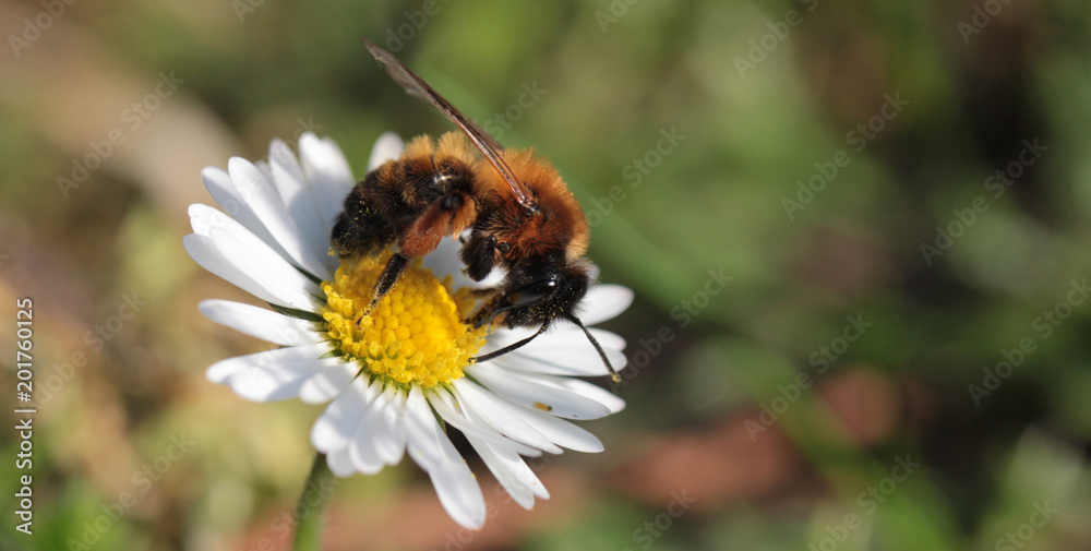 cute bee on daisy cute bee on daisy