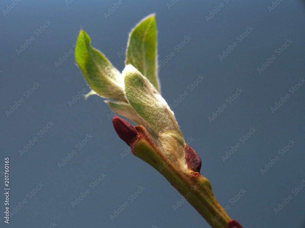Blossoming young willow leaves on blue background. It's spring. Blossoming young willow leaves on blue background. It's spring.