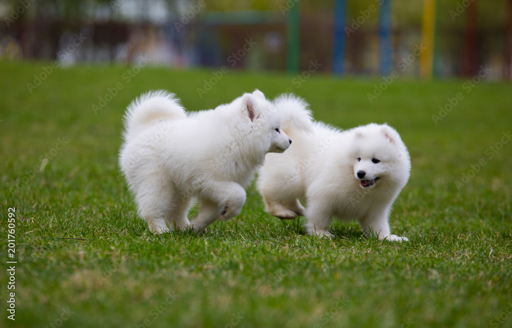 White Samoyed Puppy Dog