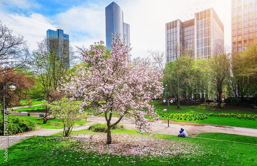 Spring park scene in Frankfurt, Germany with couple sitting under a magnolia tree in the park. Sunny day with blue sky
