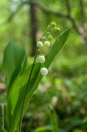 closeup of lily of the valley flowers in the forest