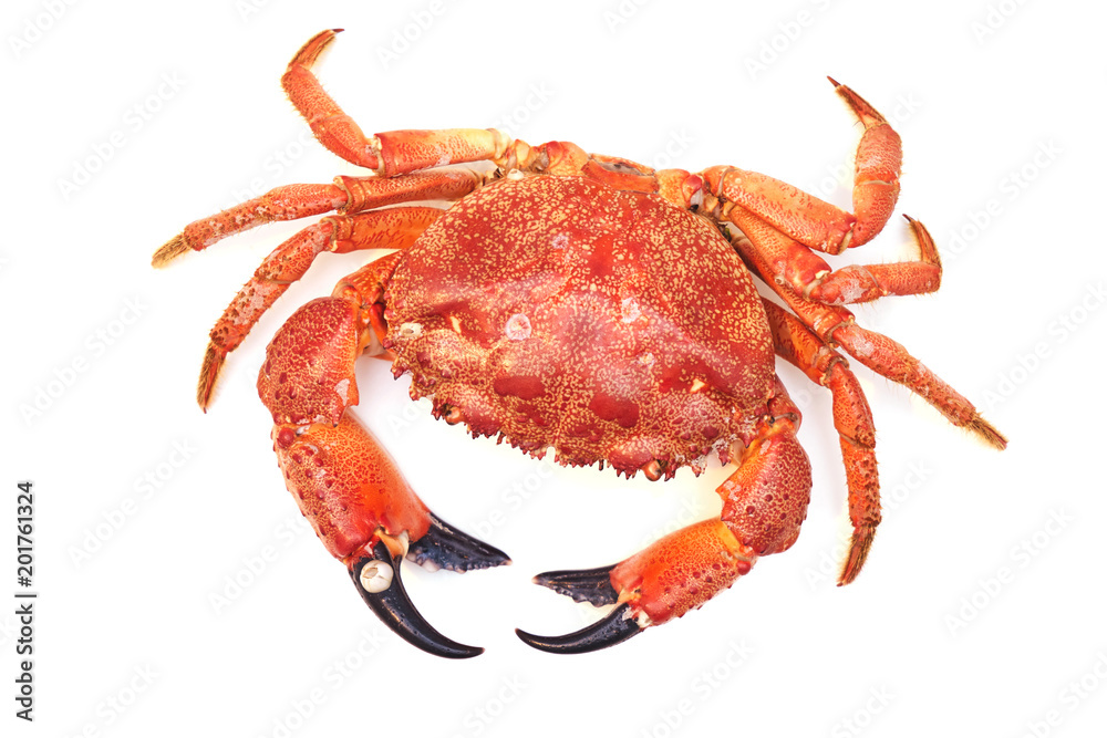 Boiled red big sea crab from the waters of the Black Sea on a white background close-up. Sea delicacy in a restaurant on the coast                             