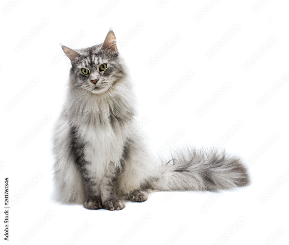 Portrait of  Maine Coon cat. Curious young grey striped cat isolated on white background.