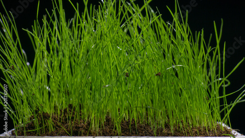 green grass in flower pod