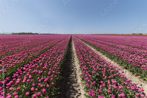Dutch purple red tulips bulb farm plantation under a sunny blue sky in spring time
